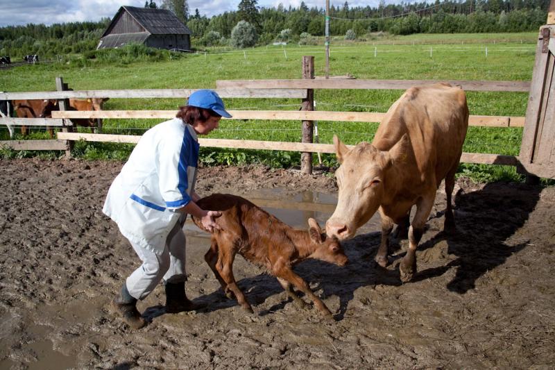Day on an organic farm in Estonia