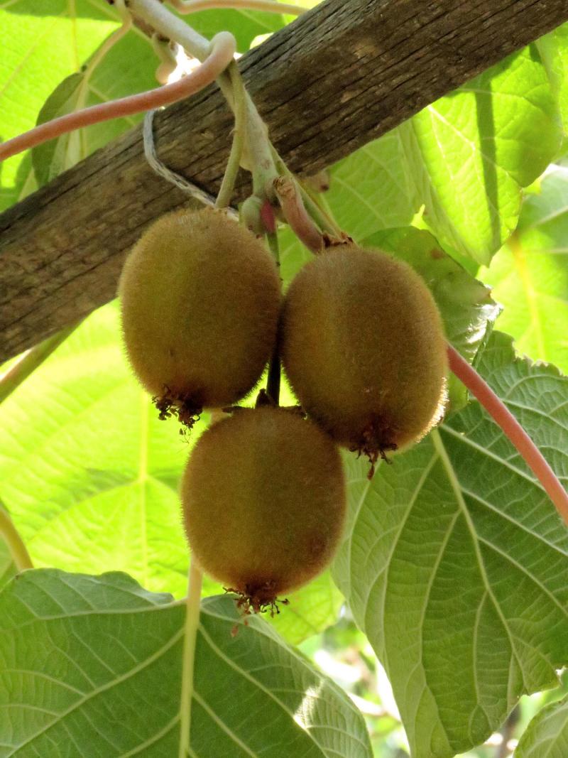 Kiwifruits on the vine