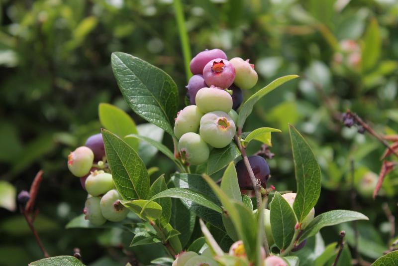 cultivated blueberry