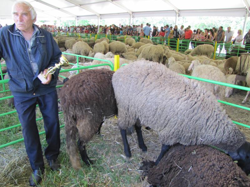 Овцевъдството в България