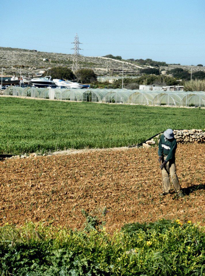 Farming in Mellieha Malta