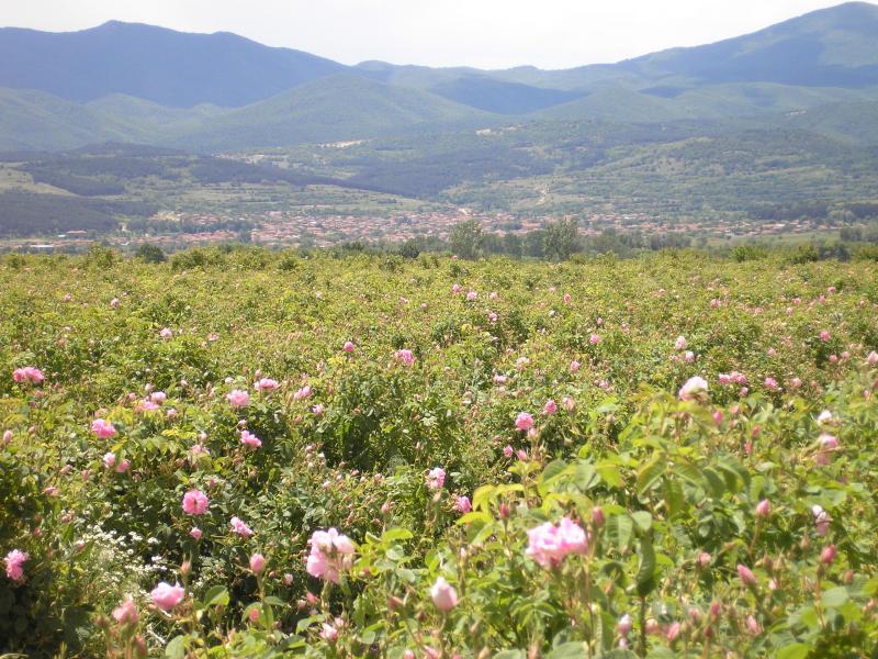 The Rose Valley