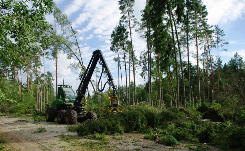 Cleaning the damaged forest for future generations. 