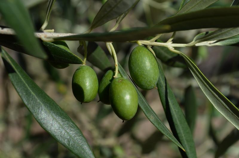 Olives Growing Healthy